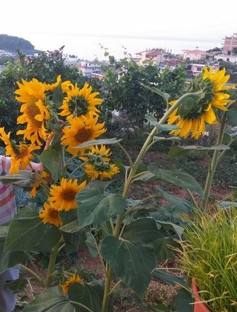 Aban Himare Himare - Photo5