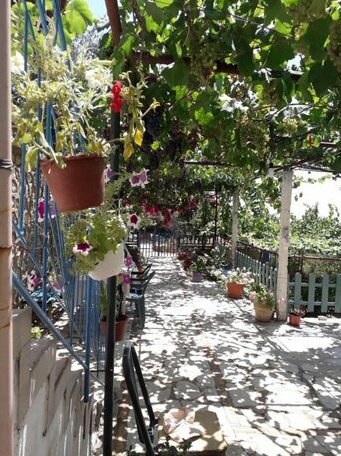 Boungainvillea - Photo3