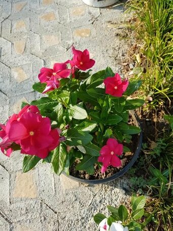 Agroturizem Marku - Photo2