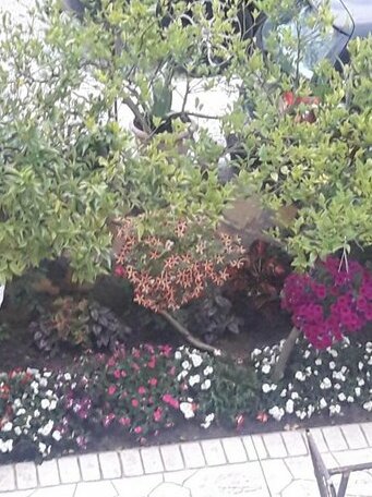 Apartamente Noel Vlore - Photo3