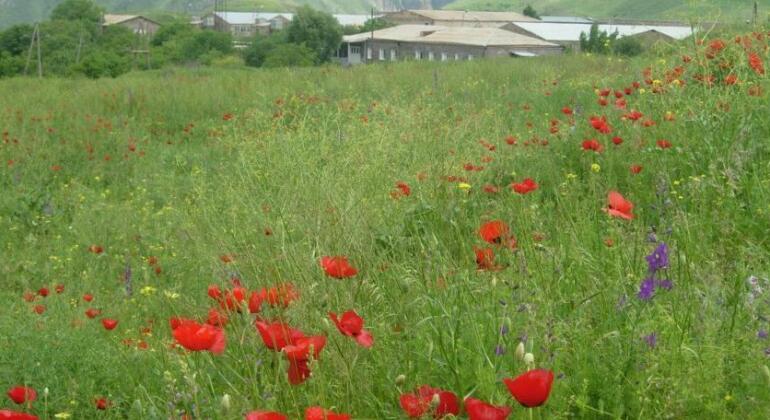 Azoyan Holiday Resort - Photo5