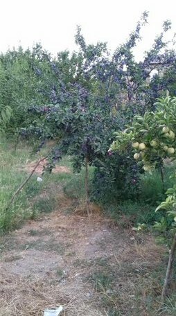 Qarandzav - Photo2