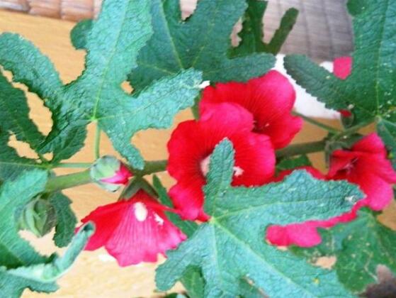 Posada Las Marias - Photo5