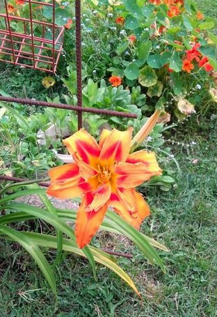 Suite Hemerocallis - Photo4