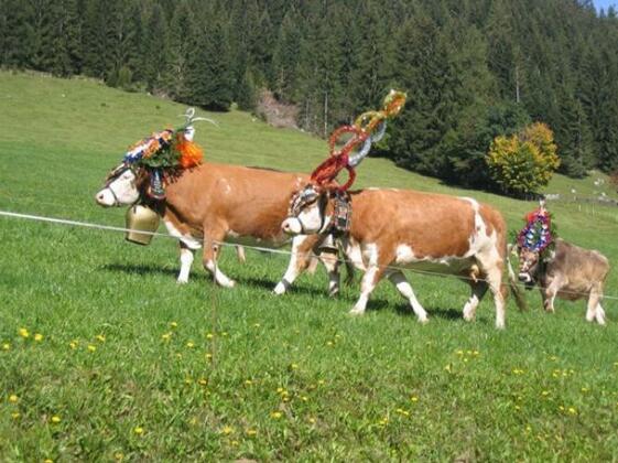Bauernhof Ausser Rossmoos - Photo4
