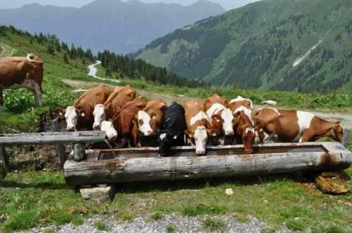 Tofererhof - Photo3