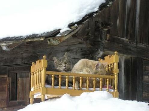 Bacherhof Millstatt - Photo5