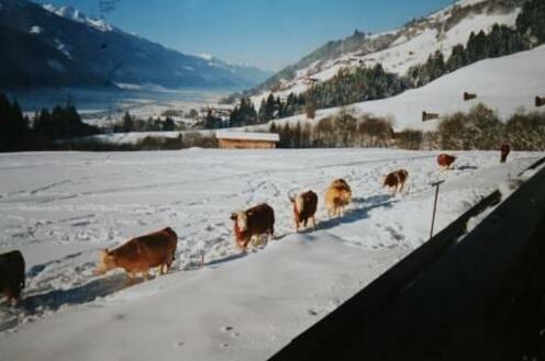 Taxerhof Mittersill - Photo4