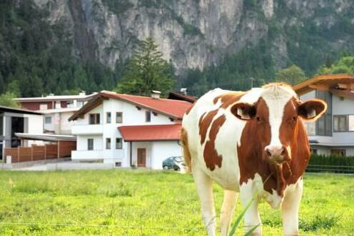 Apartment Tirol - Photo2