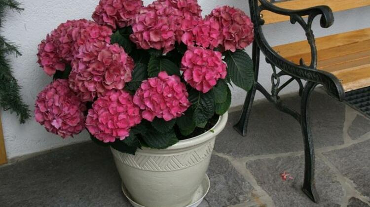 Appartementhaus Neuner - Photo5