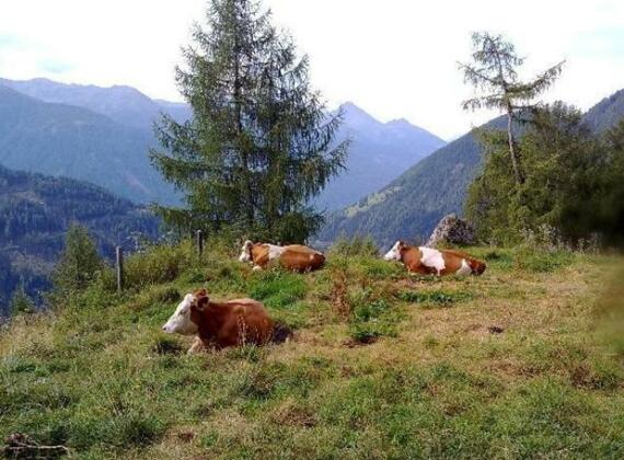 Hintadrogach Alm - Photo4