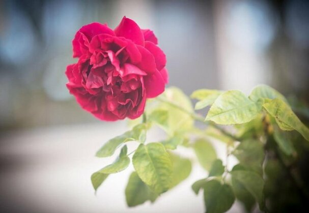 Bed of Roses Apollo Bay - Photo4