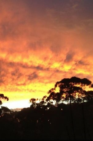 Avoca Beach and Bush