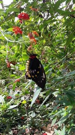 Batchelor Butterfly Farm