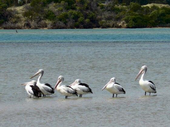 Pelican Bay Bed and Breakfast - Photo5