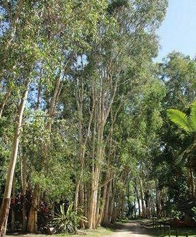 Koala Beach Resort Daintree - Photo4