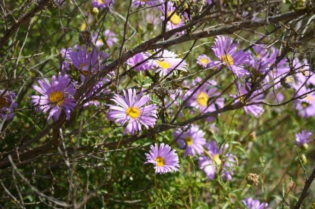 Shark Bay B&B - Photo3
