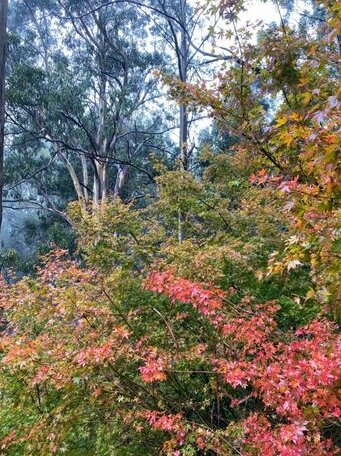 Wild Orchid Olinda - Photo2
