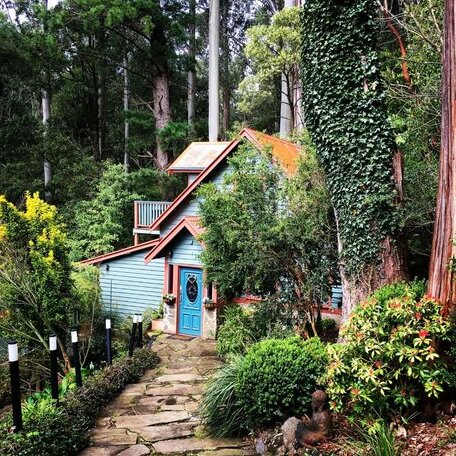 Wild Orchid Olinda - Photo3