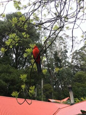 Wild Orchid Olinda - Photo4