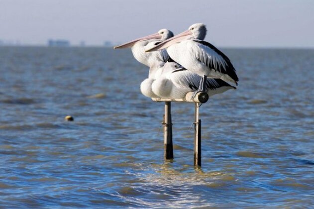 Pelican Perch Retreat - Photo2