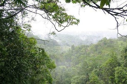 The Canopy Rainforest Treehouses & Wildlife Sanctuary - Photo5