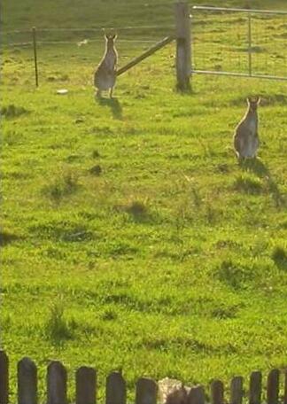 Lavender Grove Farm B&B - Photo4