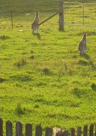 Lavender Grove Farm B&B - Photo4