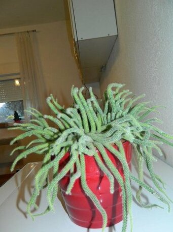 Vacation Home Katarina - Photo3