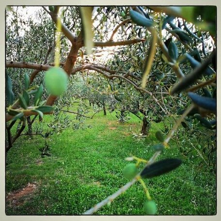 Pansion Ruzic - Photo3