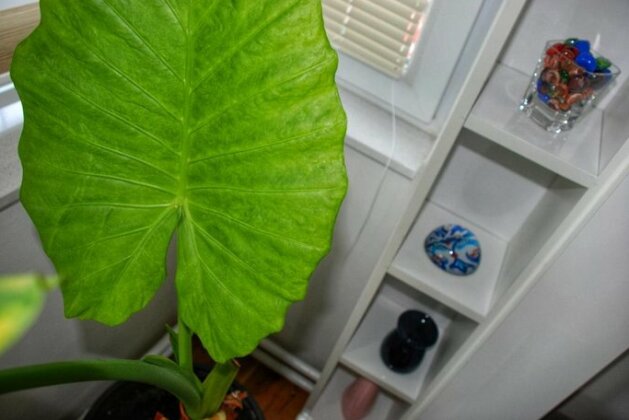 Lux Apartman Leka - Photo5
