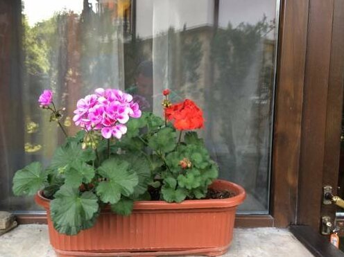 Guest House Elora - Photo4