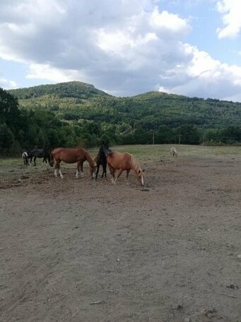 Gesha Holiday Guest House - Photo5