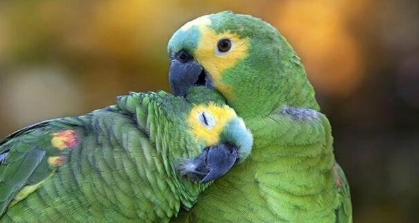 Pousada dos Papagaios - Photo2