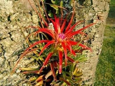 Pousada Cafundo - Photo2
