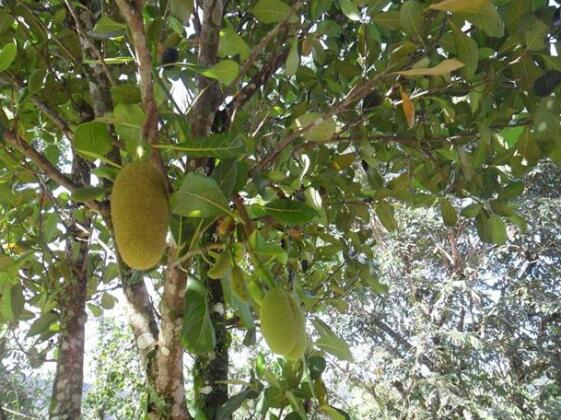 Mourada Terrea - Photo4