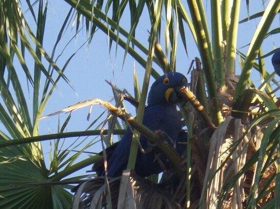Pousada Arara Azul - Pantanal sul - Photo4