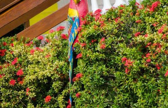 Hotel Tubarao - Photo4