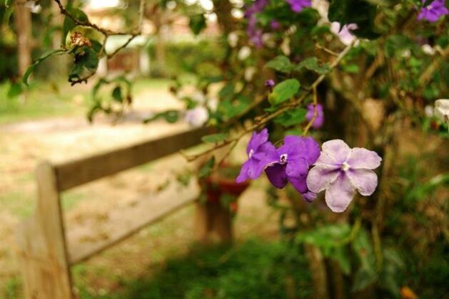 Ciranda de Flores - Photo5