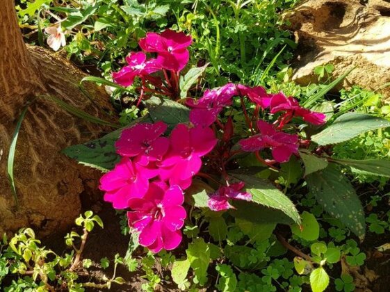 Flor de Pequi Economic Inn - Photo3