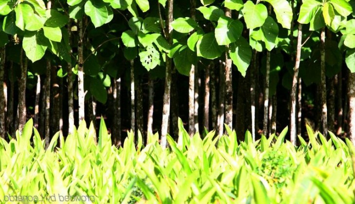 Machaca Hill Lodge - Photo4