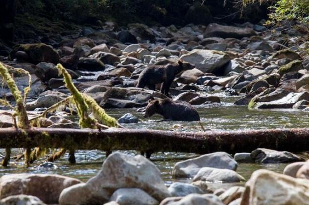 Blackfish Lodge - Photo5