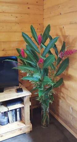 Te Tua - Photo2