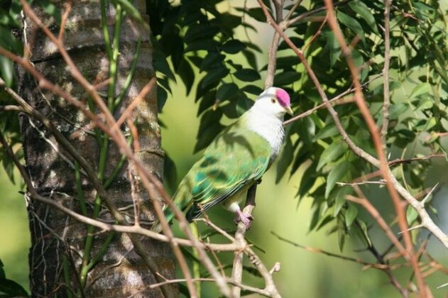 White Cottage Rarotonga - Photo5