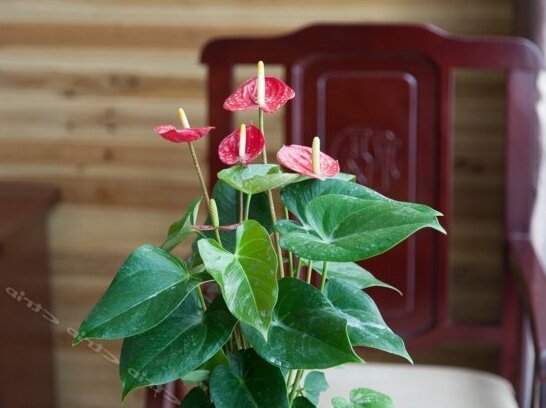 Green Lotus Inn - Photo5