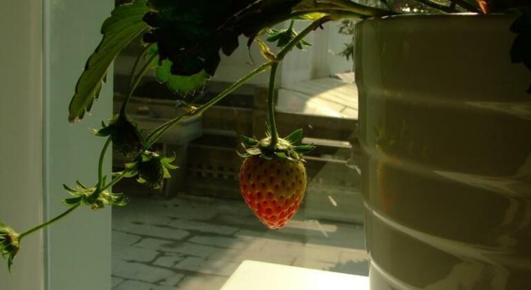 Magnolia Avenue Hostel - Photo4