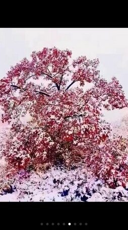 Harbin Snow Valley Jiaxin Resort - Photo2