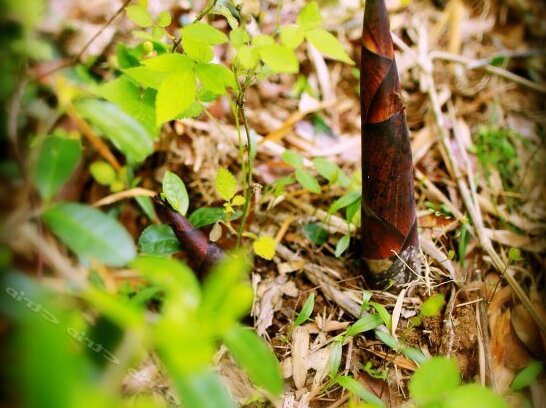 Peaceful Forest - Photo4