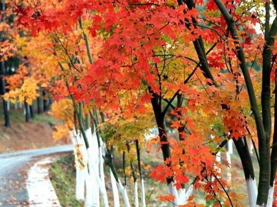 Chengshiwei Hotel - Photo5