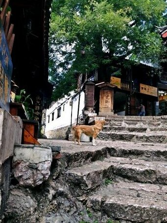 Lijiang Two Cats Guest House - Photo2